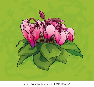 Cyclamen flowers