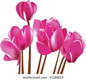 Cyclamen flowers