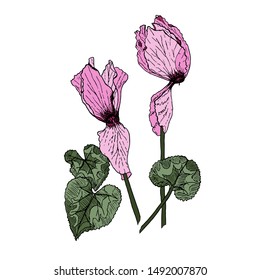 Cyclamen pink flowers green leaves. Hand drawn vector illustration object isolated for web, for flower shop