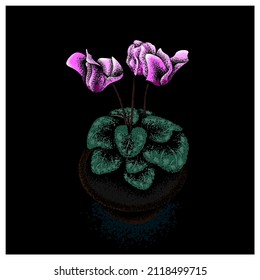 Cyclamen in a pot on a dark background. Vector illustration