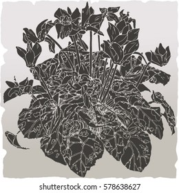 Cyclamen or sawbread, vector illustration. Isolated on antique paper colored background.