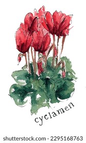 Cyclamen spring winter flower floral red green. Watercolor sketch illustration. Isolated vector.