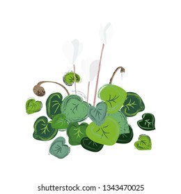 Cyclamen vector illustration, spring flower, isolated, beautiful houseplant