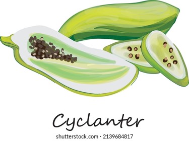 Cyclanter plant or mad cucumbers icon vector ilustration. Whole half and sliced cyclanter, isolated on white