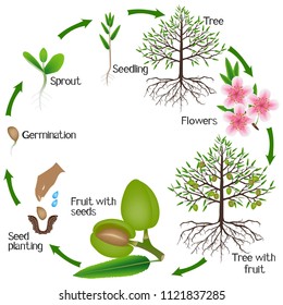 Cycle of almond tree growth on a white background.