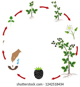 Cycle of a blackberry plant growth isolated on white background.