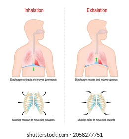 Cycle of breathing, inspiration and expiration. Role of Diaphragm and intercostal muscles (ribs and chest) in Gas exchange in lungs. respiratory system anatomy. vector illustration