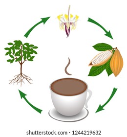 Cycle from the cocoa plant to a cup of cocoa.