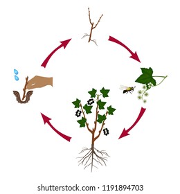 Cycle of a currant plant growth isolated on white background.