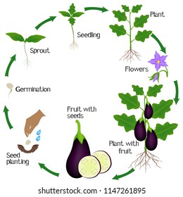 Cycle of a eggplant plant growth isolated on white background.