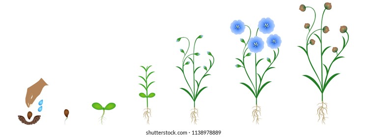 Cycle of flax plant growth, isolated on white background.