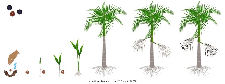 Cycle of growth of acai palm tree on a white background.