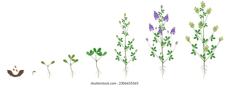 Cycle of growth of alfalfa plant isolated on a white background.