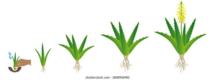 Cycle of growth of aloe vera plant on a white background.