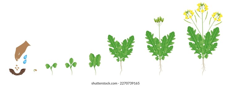 Cycle of growth of arugula plant isolated on a white background.