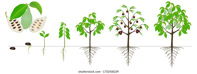 Cycle of growth of asimina triloba the pawpaw plant on a white background.