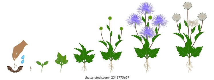 Cycle of growth of aster plant isolated on a white background.