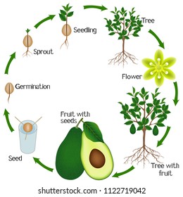 Avocado Growing Images, Stock Photos & Vectors | Shutterstock