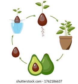 Cycle of growth of avocado on a white background.  Seed, sprout, seedling, tree, fruit with seeds. Vector icon of avocado green. Vegetarian food illustration in flat style. Growing plants at home.