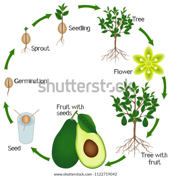 Cycle Growth Avocado On White Background Stock Vector (Royalty Free ...