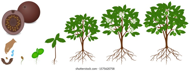 Cycle of growth of borojoa patinoi plant on a white background.