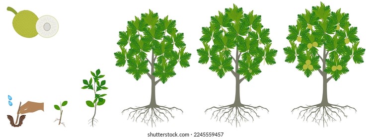 Cycle of growth of breadfruit tree on a white background.