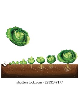 A cycle of growth of a cabbage plant. Crop stages of headed cabbage. Growing cabbage plants. The organic life cycle of vegetables. Brassica oleracea vector flat Illustration