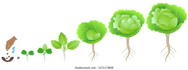 Cycle of growth of a cabbage plant on a white background.