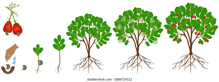 Cycle of growth of cashew plant on a white background.