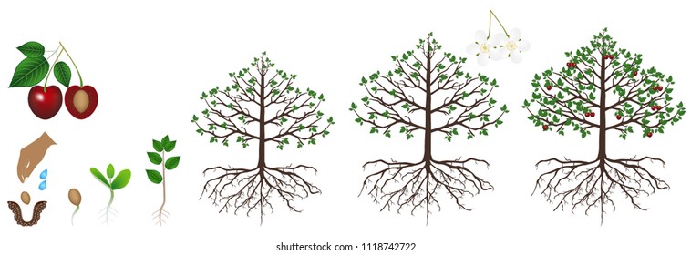 Cycle of growth of a cherry plant is isolated on a white background.