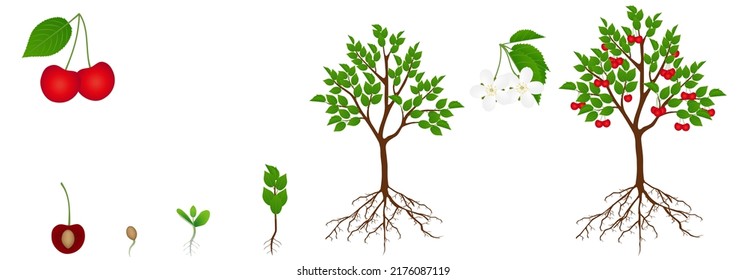 Cycle of growth of a cherry tree is isolated on a white background.