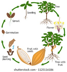 Cycle of growth of cocoa tree on a white background.