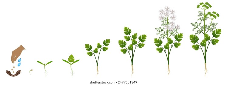 Cycle of growth of coriander plant isolated on a white background.