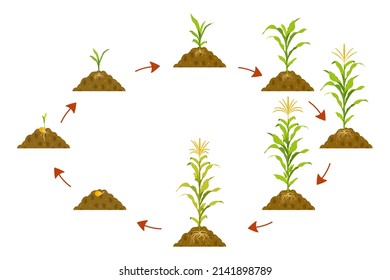 Cycle growth of corn in circle with arrows pointers. Stages of crop growth from seed to harvest. Vector botanical illustration infographic.