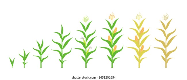 Cycle of growth of a corn. Isolated corn on white background

