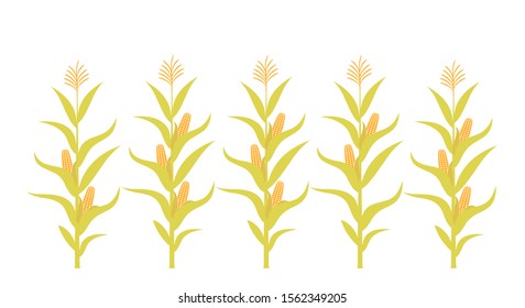 Cycle of growth of a corn. Isolated corn on white background