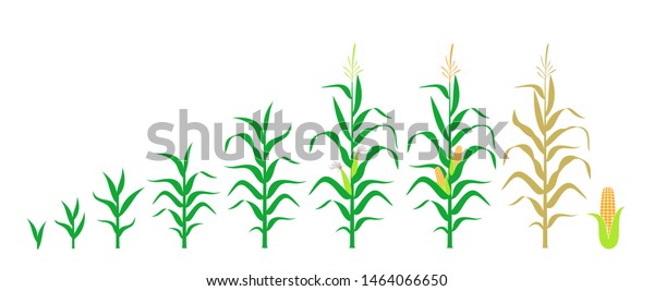 Cycle Growth Corn Isolated Corn On Stock Vector (Royalty Free) 1464066650