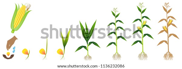 Cycle Growth Corn Plant On White Stock Vector (Royalty Free) 1136232086