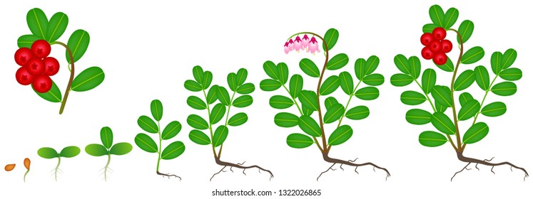 Cycle of growth of a cowberry plant on a white background.