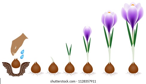 Cycle of growth of a crocus plant isolated on a white background.