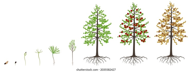 Cycle of growth of a dahurian gmelin larch tree on a white background.