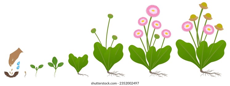 Cycle of growth of daisy plant isolated on a white background.