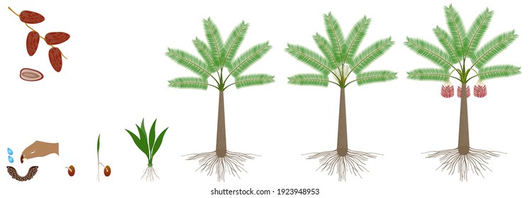 Cycle of growth of date palm tree on a white background.