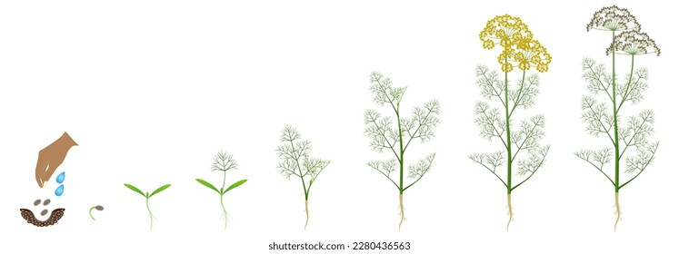 Cycle of growth of dill plant isolated on a white background.
