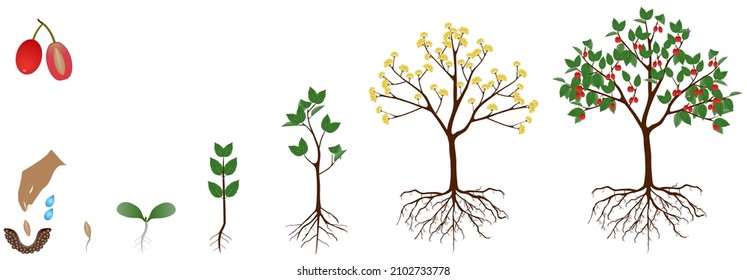 Cycle of growth of dogwood plant on a white background. svg