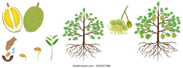 Cycle of growth of a durian plant on a white background.