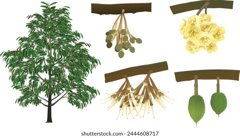 Cycle of growth of a durian plant on a white background.