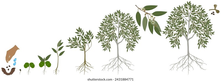 Cycle of growth of eucalyptus tree on a white background.