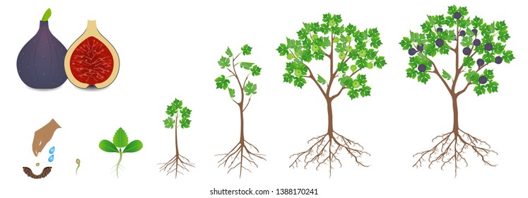 Cycle of growth of a fig plant on a white background.