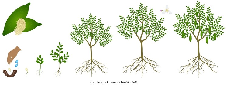 Cycle of growth of finger lime plant on a white background.